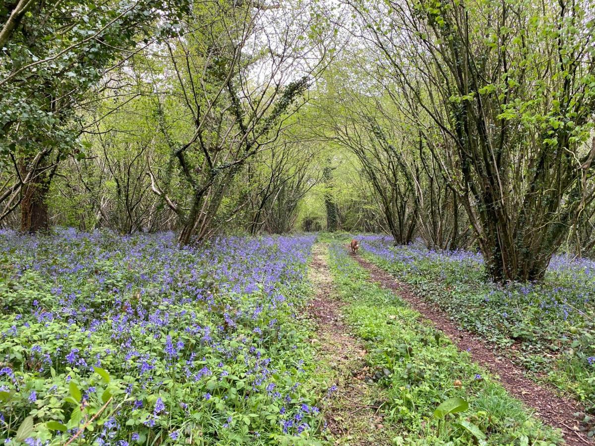 Bluebells Farmstay Michelmersh Buitenkant foto
